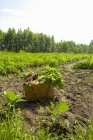 Корзина свежих овощей в поле на открытом воздухе в дневное время — стоковое фото