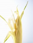 Maïs doux biologique avec écorces — Photo de stock