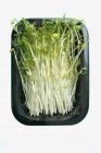 Asparagus pea sprouts — Stock Photo