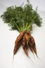 Свіжа морква з землею — стокове фото
