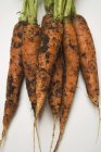 Fresh picked carrots with soil — Stock Photo