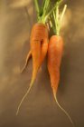 Cenouras colhidas frescas — Fotografia de Stock