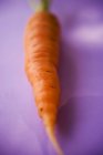 Fresh ripe carrot — Stock Photo