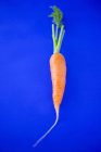 Fresh carrot with stalk — Stock Photo