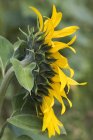 Nahaufnahme Seitenansicht einer bunten Sonnenblume — Stockfoto