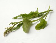 Rametti di acetosa freschi — Foto stock