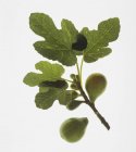 Figos verdes com folhas — Fotografia de Stock