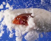 Tainha vermelha fresca na crosta de sal — Fotografia de Stock