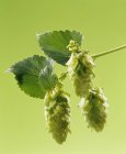 Closeup view of sprig of hops with leaves — Stock Photo