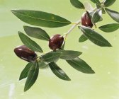 Olive nere con rametto — Foto stock