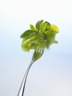 Lettuce and herbs on fork — Stock Photo