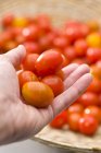 Mão segurando tomates — Fotografia de Stock