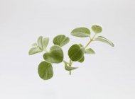 Nahaufnahme der kretischen Dettany grüner Zweig auf weißem Hintergrund — Stockfoto