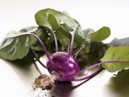 Fresh picked purple kohlrabi — Stock Photo