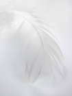Primo piano vista di una piuma bianca — Foto stock