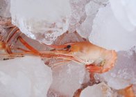 Вареные креветки на кубиках льда — стоковое фото
