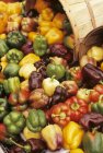 Colheita de pimentas coloridas de sino — Fotografia de Stock
