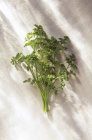 Curly green Parsley — Stock Photo