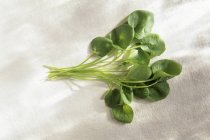 Crescione verde fresco — Foto stock