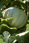 Vue rapprochée du melon Cantaloup poussant sur la plante — Photo de stock