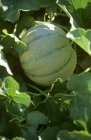 Vue rapprochée du melon Cantaloup poussant sur la plante — Photo de stock