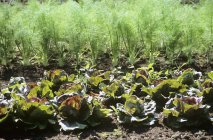 Salat und Fenchelgarten — Stockfoto