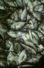 Tas de poissons frais — Photo de stock
