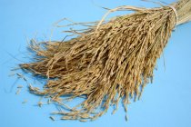 Orejas de arroz plantas - foto de stock