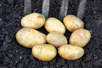 Fresh potatoes on soil — Stock Photo