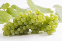 Bunch of green grapes — Stock Photo
