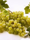 Bunch of green grapes — Stock Photo