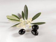 Чорні оливки з гілочкою і цвітінням — стокове фото