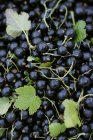 Fresh picked blackcurrants — Stock Photo