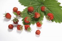 Fresh wild strawberries — Stock Photo