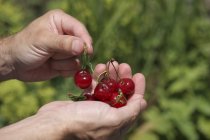 Hands holding sour cherries — Stock Photo