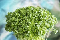 Basilico verde giovane — Foto stock
