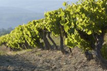 Vista diurna della fila di viti in Provenza — Foto stock