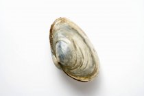 Closeup top view of one clam on white surface — Stock Photo