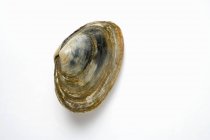 Closeup view of one clam on white surface — Stock Photo