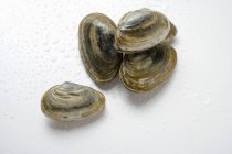 Closeup top view of four clams on white surface — Stock Photo