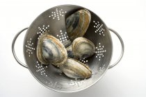 Top view of clams in colander on white surface — Stock Photo