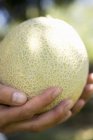 Hands holding cantaloupe melon — Stock Photo