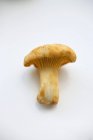 Крупним планом подання гриб Лисички свіжі на білому тлі — стокове фото