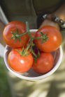 Hand holding fresh tomatoes — Stock Photo