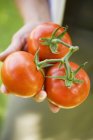 Mão segurando tomates frescos — Fotografia de Stock
