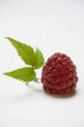 Fresh Ripe Red Rapsberry — Stock Photo