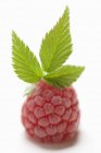 Rapsberry rouge mûre fraîche — Photo de stock