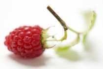 Fresh Ripe Red Rapsberry — Stock Photo