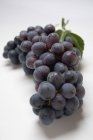 Куча чёрного винограда — стоковое фото