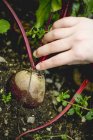 Рука збирає буряк в овочевій грядці з землі на відкритому повітрі — стокове фото